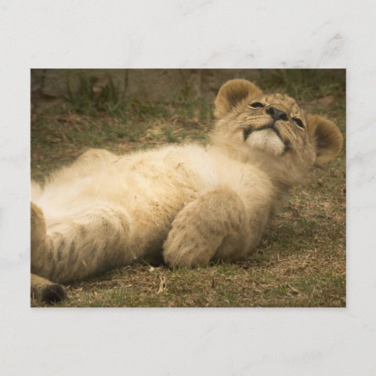 Carte Postale lionceau mignon détendez-vous stress santé mentale (Devant)