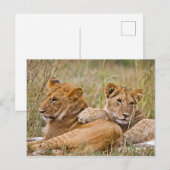 Carte Postale Lionceaux se prélassant (Devant / Derrière)
