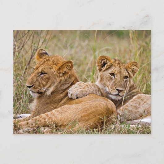 Carte Postale Lionceaux se prélassant (Devant)