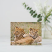 Carte Postale Lionceaux se prélassant (Debout devant)