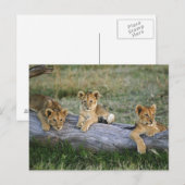 Carte Postale Lionceaux sur rondin (Devant / Derrière)