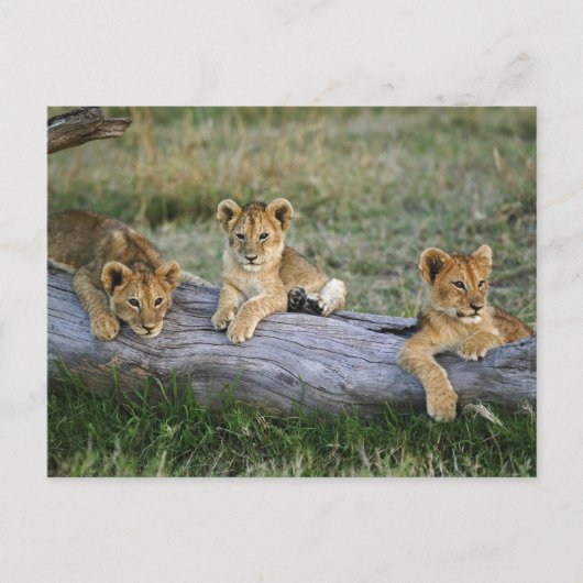 Carte Postale Lionceaux sur rondin (Devant)