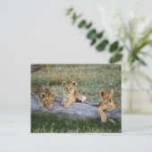 Carte Postale Lionceaux sur rondin (Debout devant)