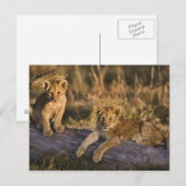 Carte Postale Lionceaux sur une bûche (Devant / Derrière)