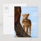 Carte Postale Lioness (Devant / Derrière)