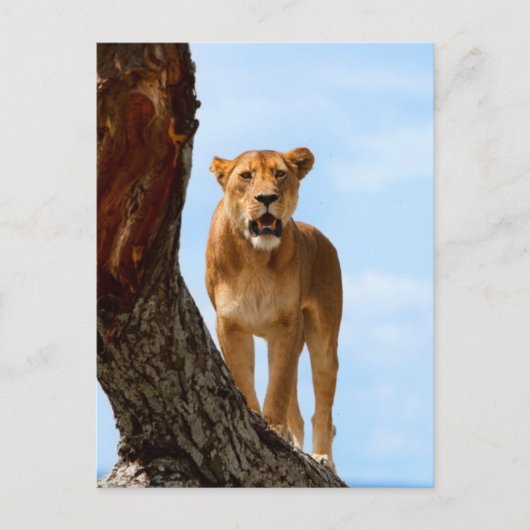 Carte Postale Lioness (Devant)