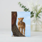 Carte Postale Lioness (Debout devant)