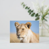 Carte Postale Lioness against blue sky (Debout devant)
