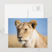 Carte Postale Lioness against blue sky (Devant / Derrière)