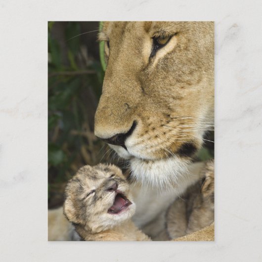 Carte Postale Lioness and Newborn (Devant)