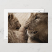 Carte Postale Lioness et Cub (Devant / Derrière)