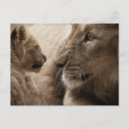 Carte Postale Lioness et Cub (Devant)