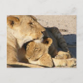 Carte Postale Lioness et Cub se reposent ensemble (Devant)