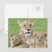Carte Postale Lioness et deux petits, Afrique de l'Est, Tanzanie (Devant / Derrière)