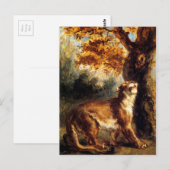 Carte Postale Lioness L'Embrasse (Devant / Derrière)