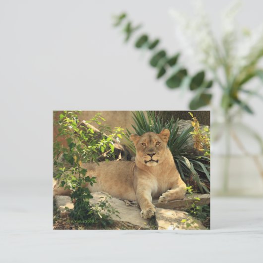 Carte Postale Lioness Postcard (Debout devant)