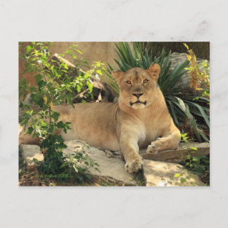 Carte Postale Lioness Postcard