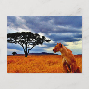 Carte Postale Lioness Storm