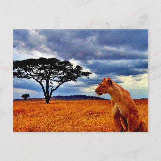 Carte Postale Lioness Storm (Devant)
