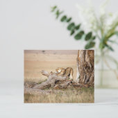 Carte Postale Lioness stretching (Debout devant)
