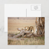 Carte Postale Lioness stretching (Devant / Derrière)