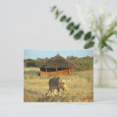 Carte Postale Lionesse en Namibie (Debout devant)