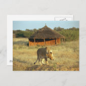 Carte Postale Lionesse en Namibie (Devant / Derrière)