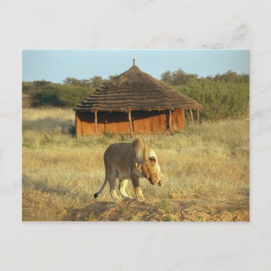 Carte Postale Lionesse en Namibie (Devant)