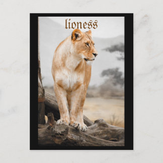 carte postale lionne