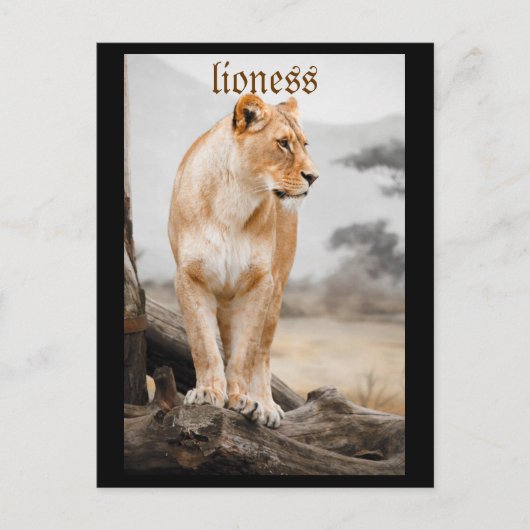 carte postale lionne (Devant)