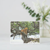 Carte Postale lionne (Debout devant)