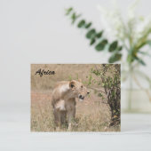 Carte Postale lionne (Debout devant)