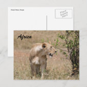 Carte Postale lionne (Devant / Derrière)