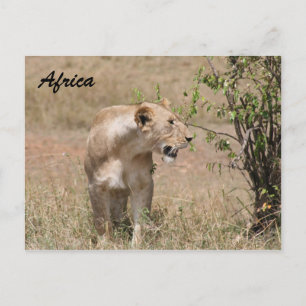 Carte Postale lionne