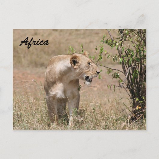 Carte Postale lionne (Devant)