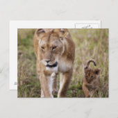 Carte Postale Lionne avec son petit (Devant / Derrière)