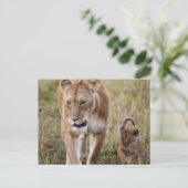 Carte Postale Lionne avec son petit (Debout devant)