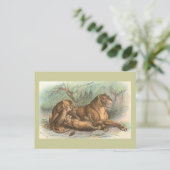 Carte Postale Lionne et CUB, Felis Lion (Debout devant)