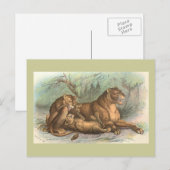 Carte Postale Lionne et CUB, Felis Lion (Devant / Derrière)