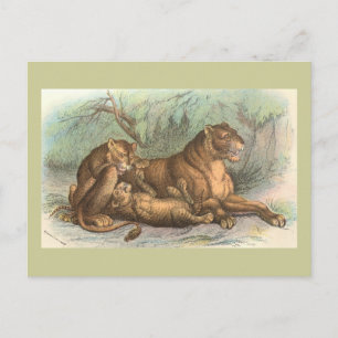 Carte Postale Lionne et CUB, Felis Lion
