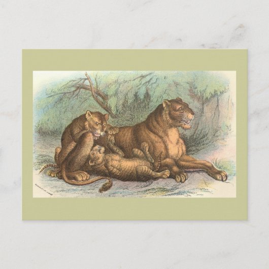 Carte Postale Lionne et CUB, Felis Lion (Devant)