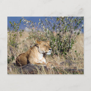 Carte Postale Lionne reposant