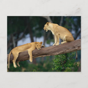 Carte Postale Lionnes dans un arbre