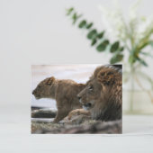 Carte postale Lions (Debout devant)