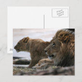 Carte postale Lions (Devant / Derrière)