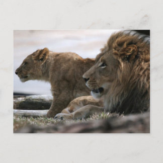 Carte postale Lions