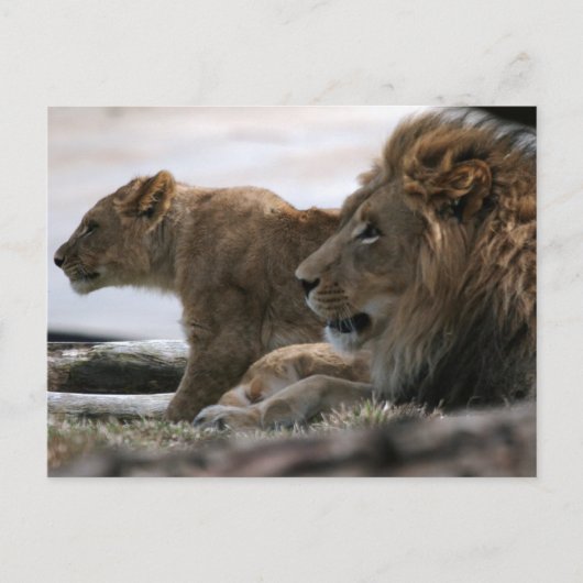 Carte postale Lions (Devant)