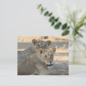 Carte Postale Lions (Debout devant)