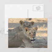 Carte Postale Lions (Devant / Derrière)