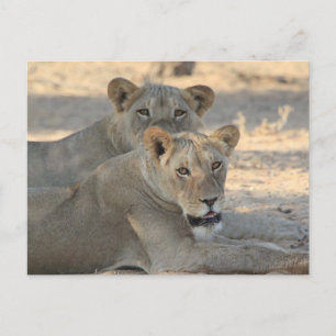 Carte Postale Lions